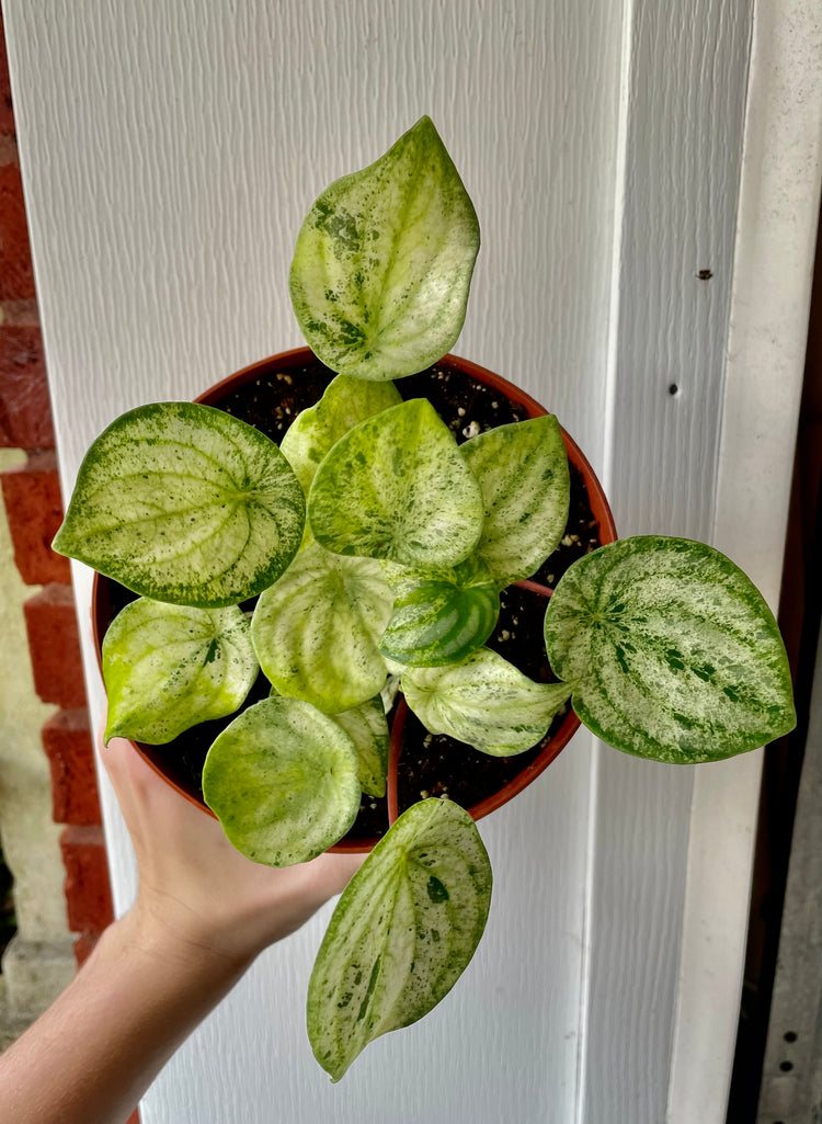 Premium 6” Watermelon Peperomia Variegata ‘A’