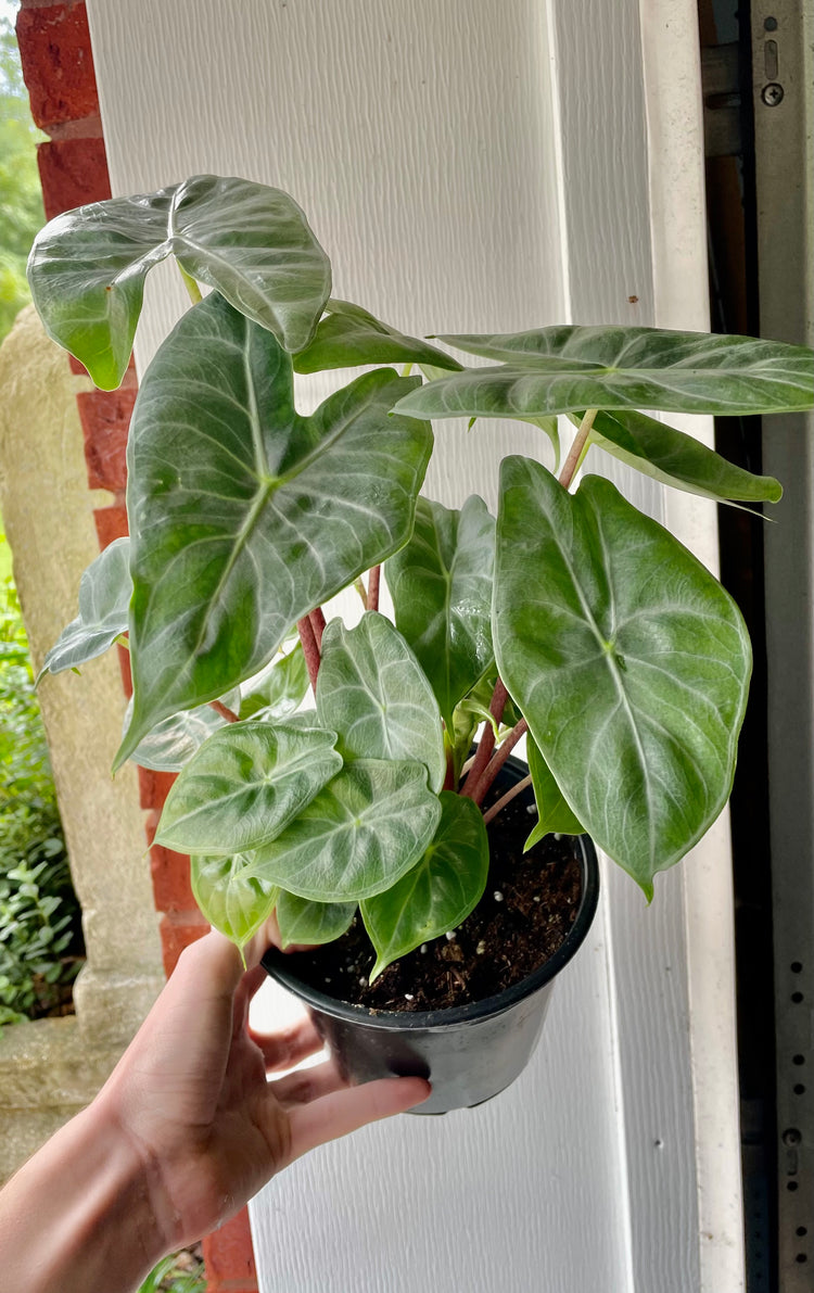 6” & 4” Alocasia Pink Dragon - Houseplant