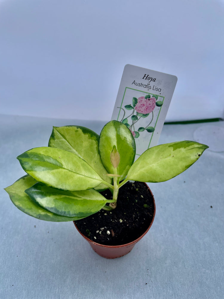 6β Hoya Australis Variegated