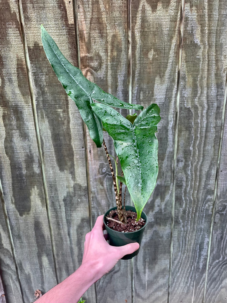 4” Alocasia Tigrina