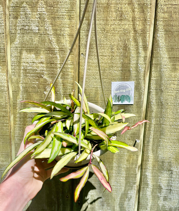 6” HB Hoya Variegated Wayetti #2