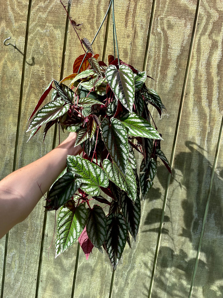 8” HB Cissus Discolor