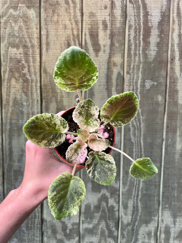 4” Highly Variegated African Violet - Houseplant