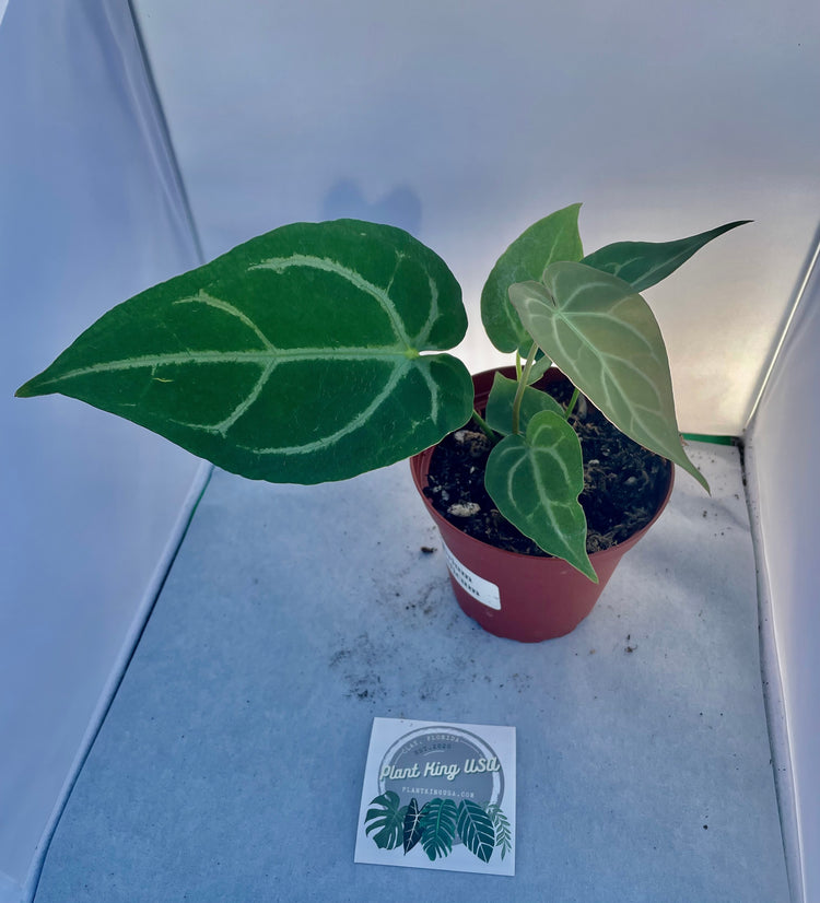 4” Anthurium Magnificum