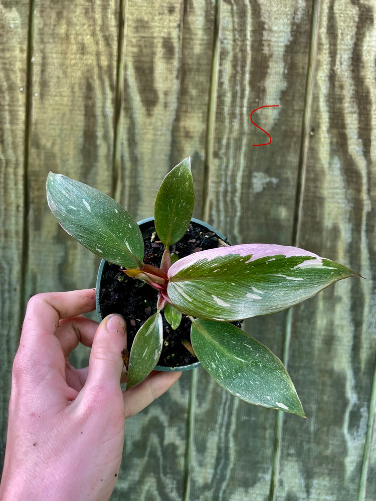 4” Pink Princess ‘S’