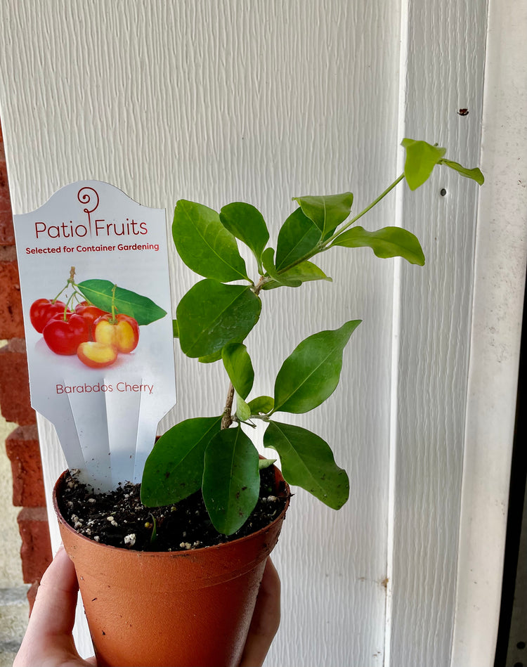 Dwarf Barbados Cherry- Edible