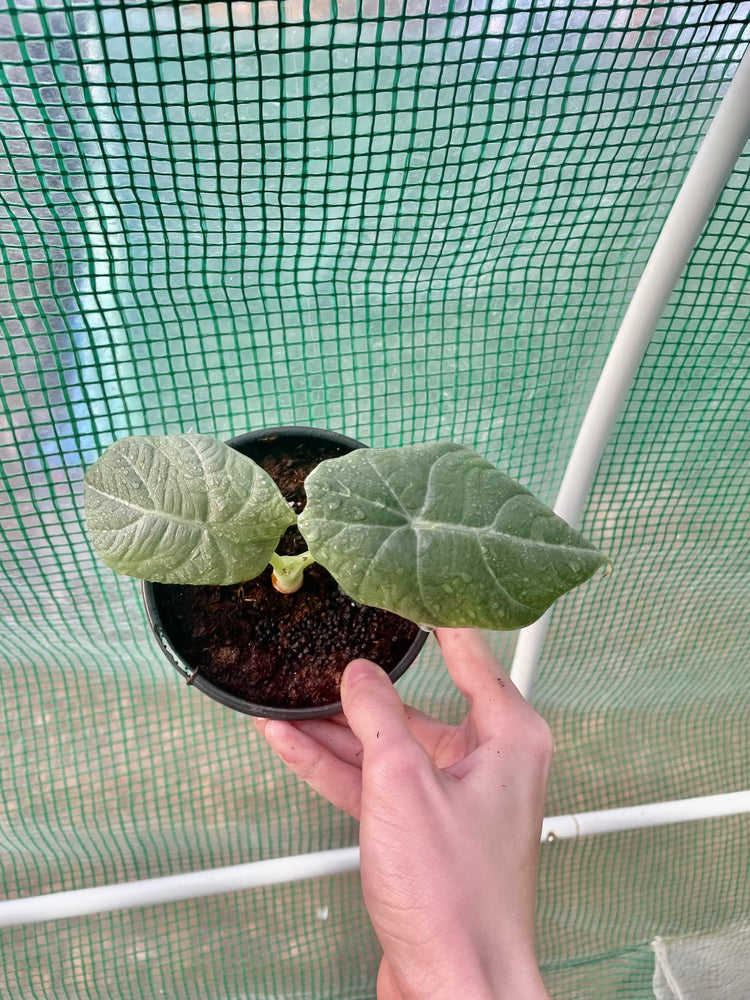 5” Maharani Alocasia