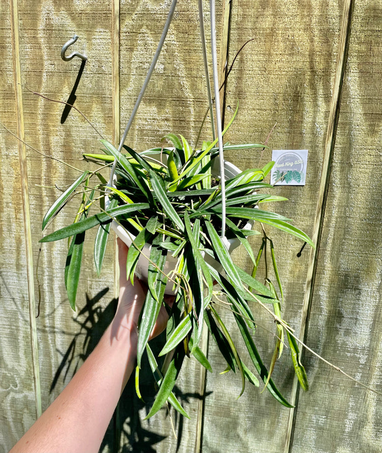 8” HB Hoya Shepherdii
