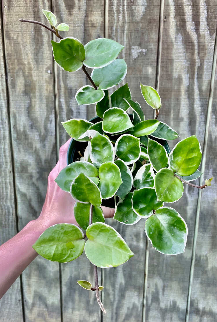 6” Hoya Queen ‘B’