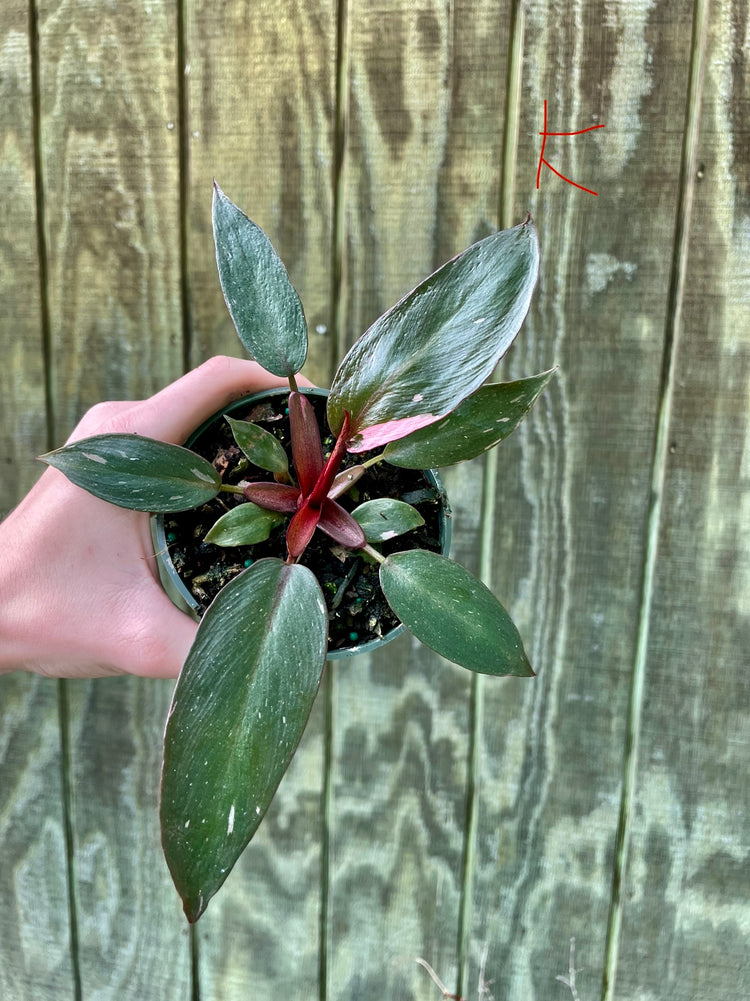 4” Pink Princess ‘K’