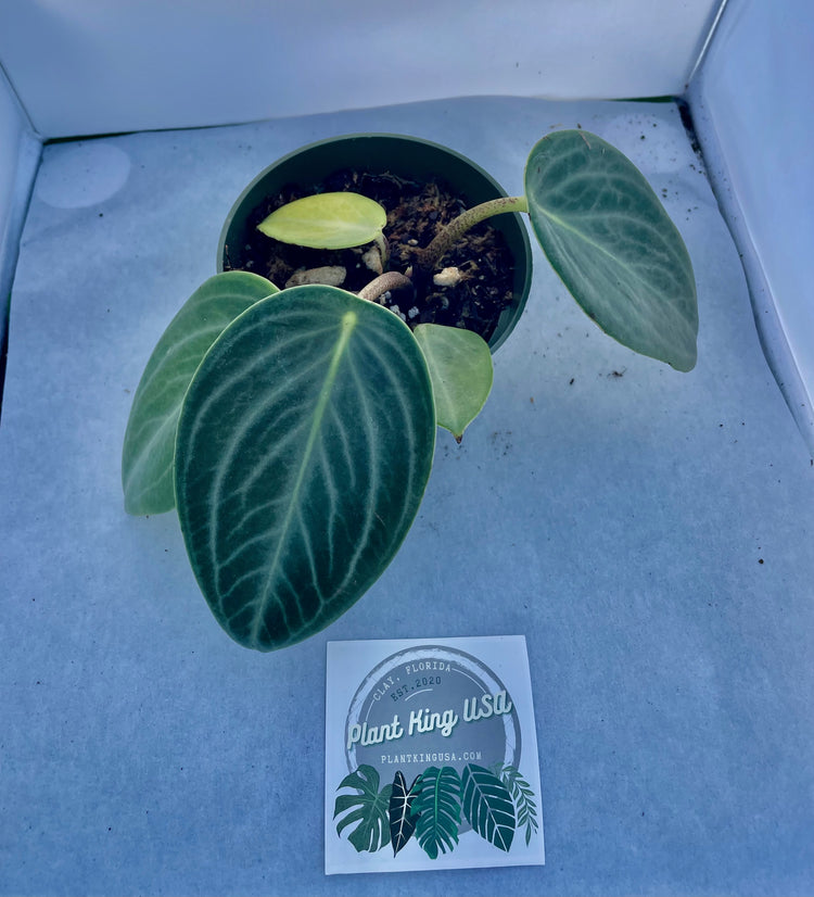 4” Rare Peperomia Maculosa ‘C’