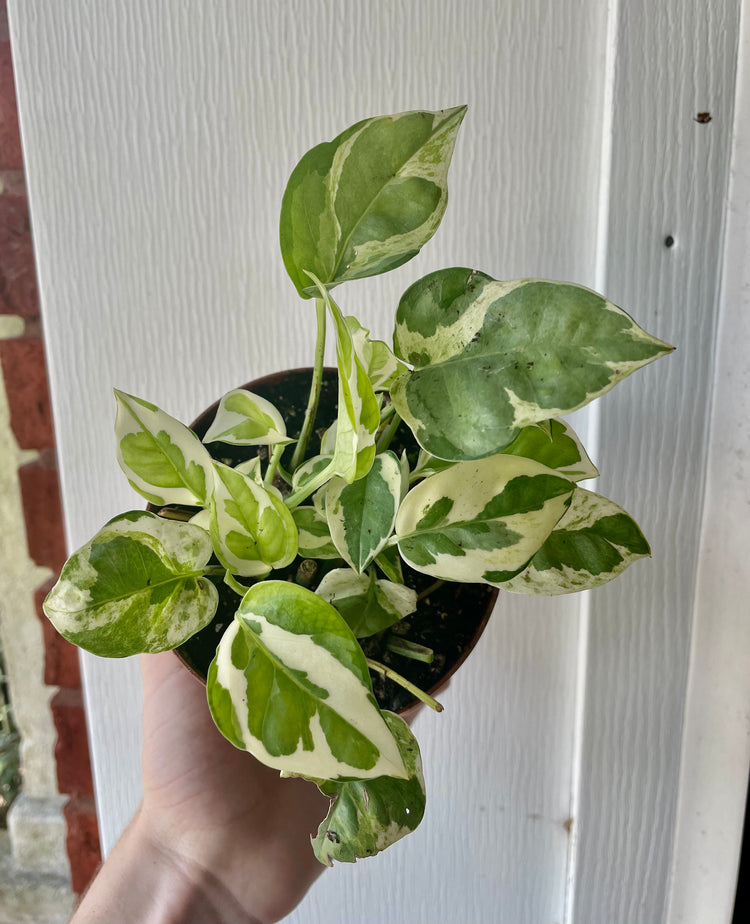 4” P&J Pothos - Houseplant