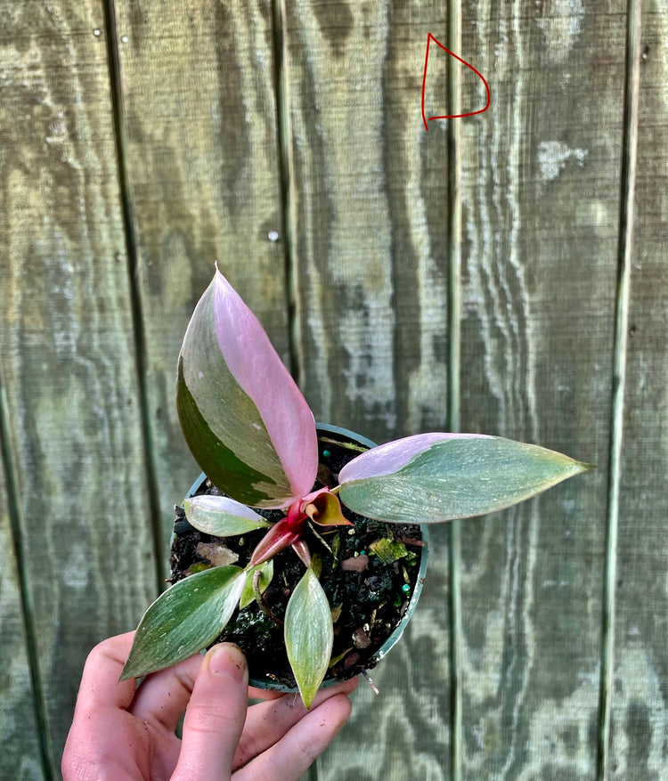 4” Pink Princess ‘D’