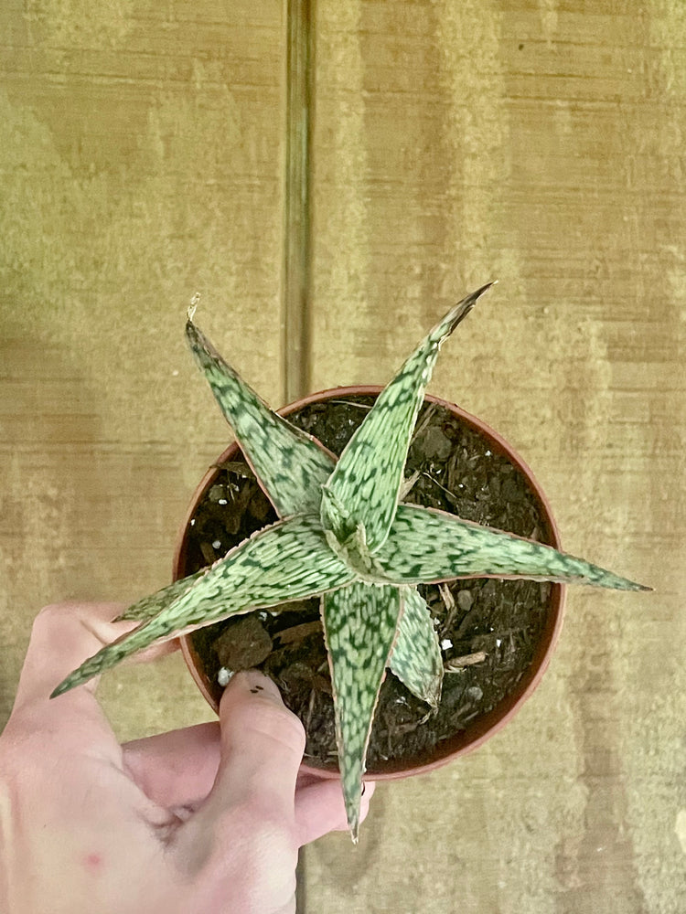 4” Tiger Jade - succulent