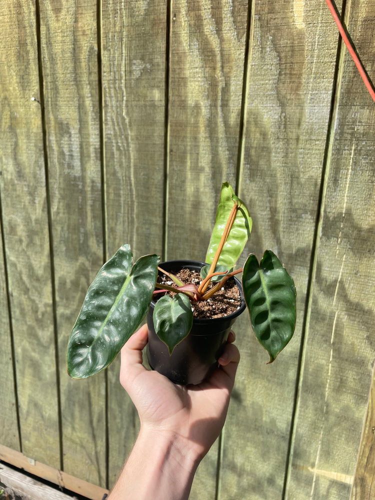 4” Philodendron Billietiae