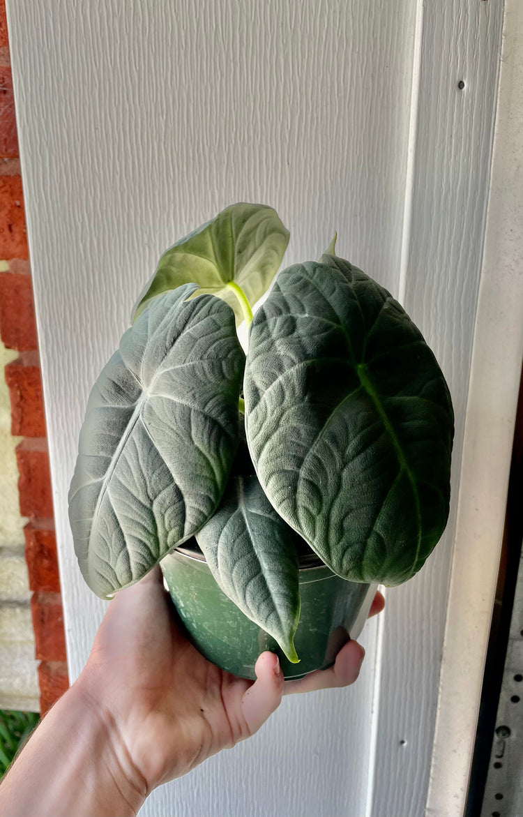 4” Alocasia Maharani (Grey Dragon)- Houseplant