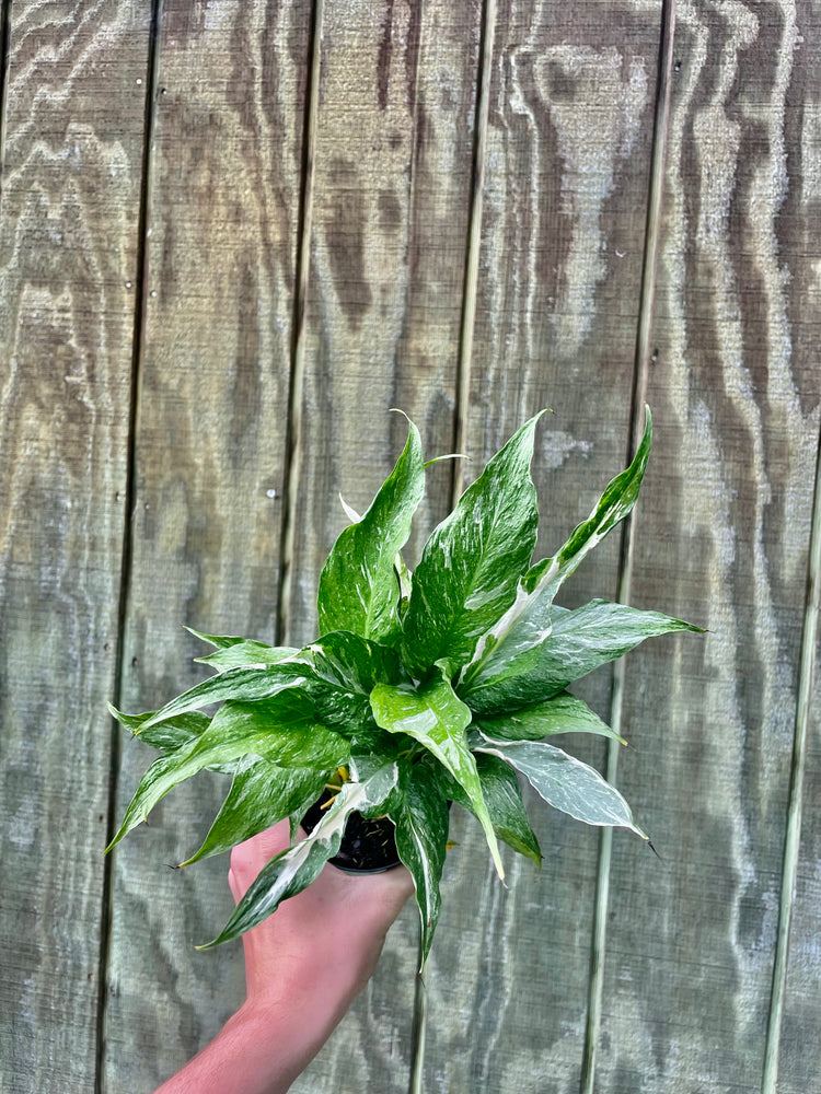 4” Variegated Peace Lily