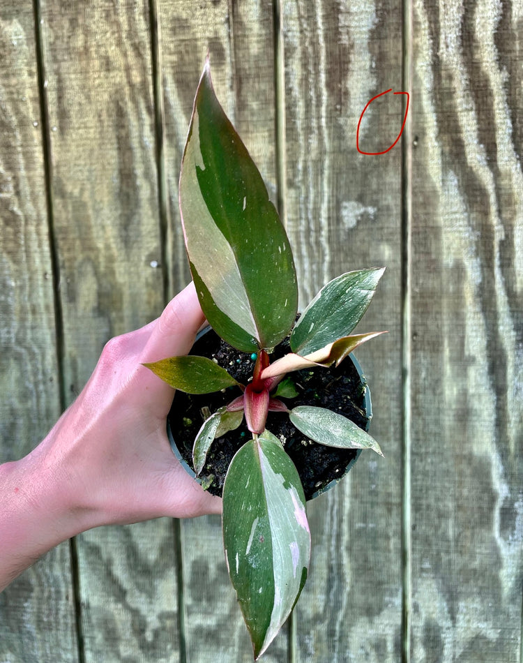 4” Pink Princess ‘O’