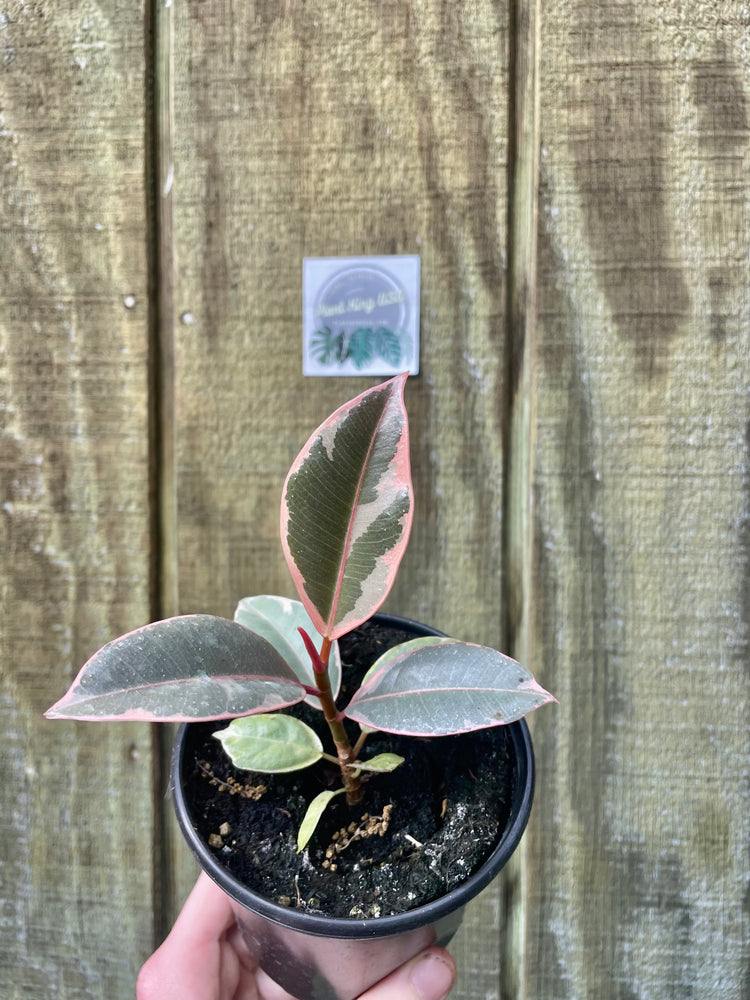 4” Tineke Rubber Tree