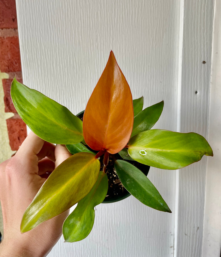 4” Prince Of Orange