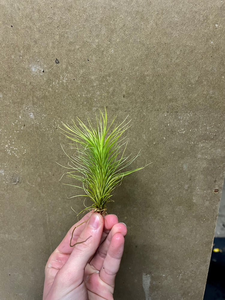 Tillandsia araujei