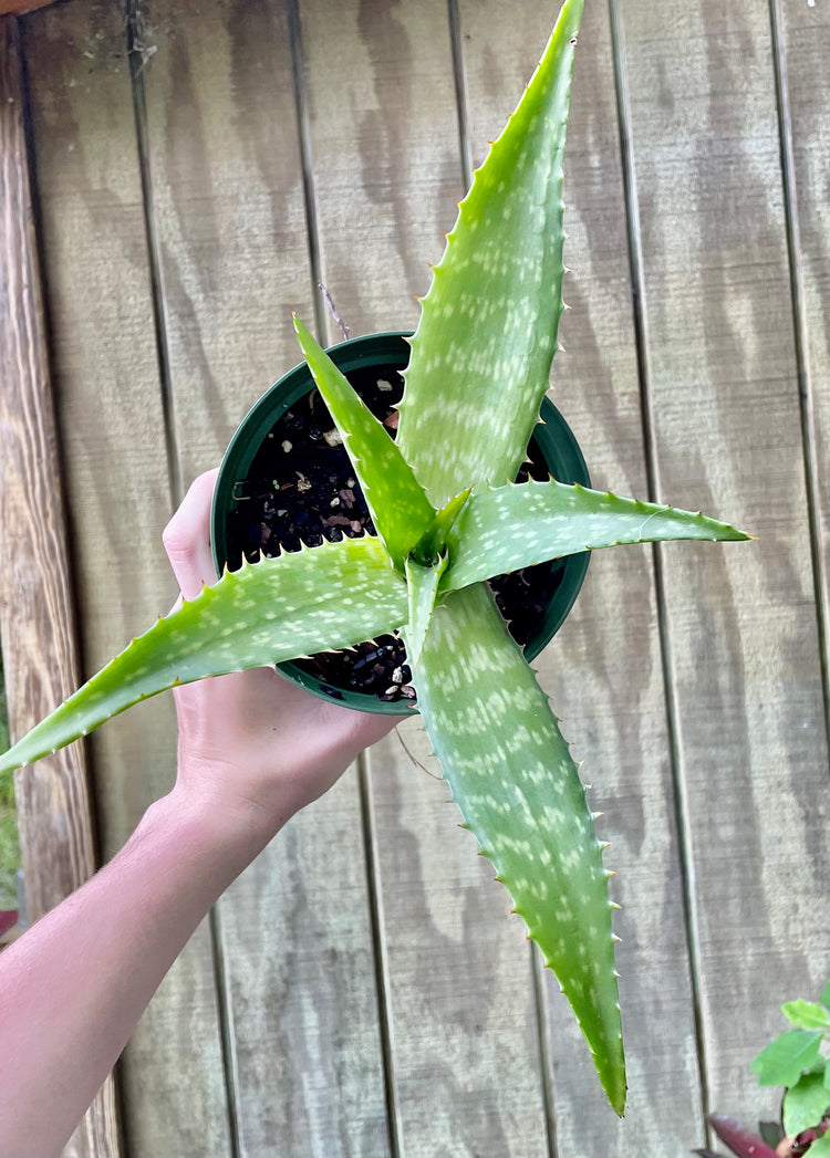 6” Soap Aloe