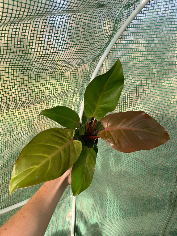 4” Philodendron Orange