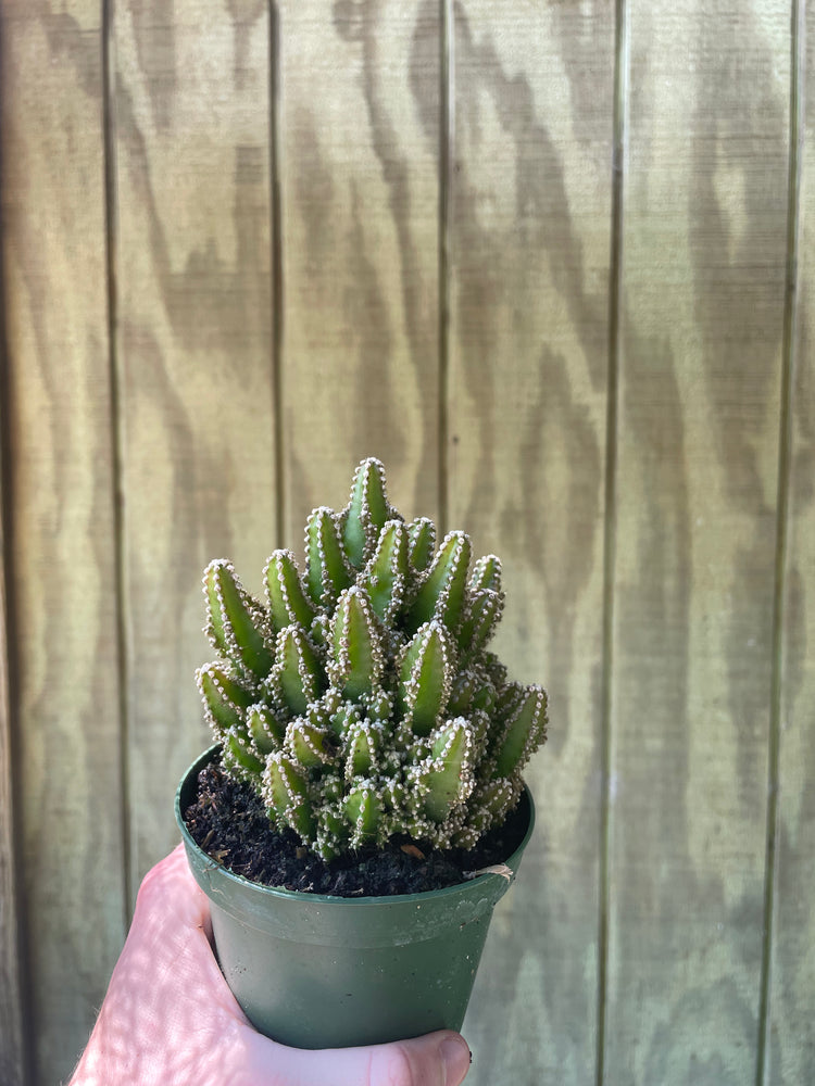 4” Fairy Castle Cactus