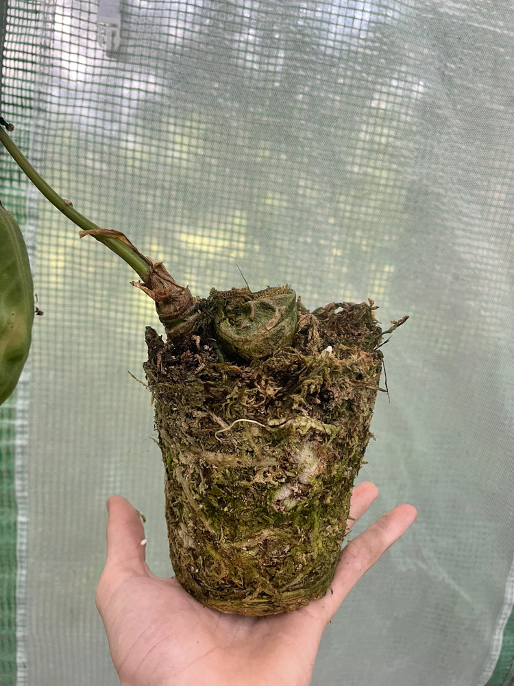 Anthurium Queen Node