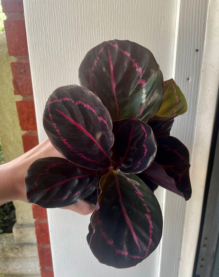 4” Calathea Dottie