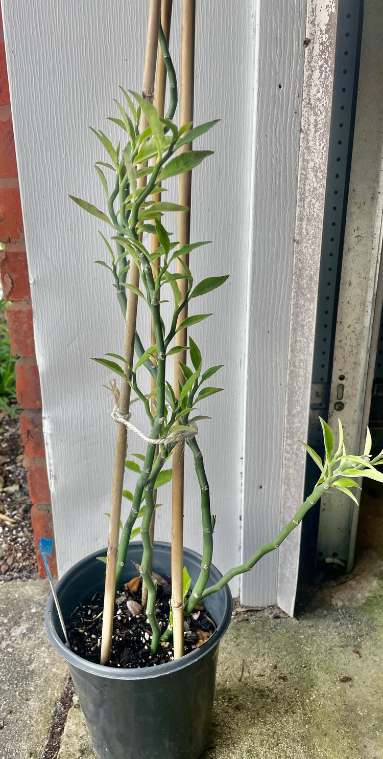 6” Devils Back Bone W/ Holder