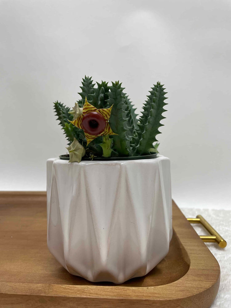 4” full Lifesaver Cactus - Cacti