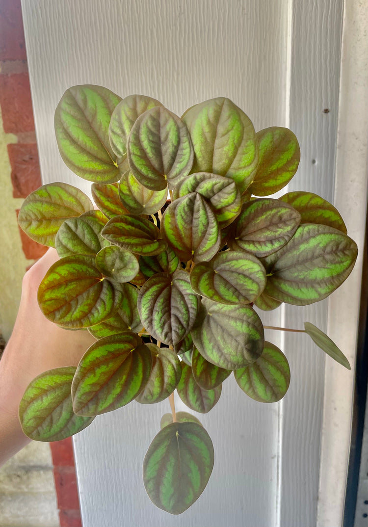 4” Peperomia Peppermill