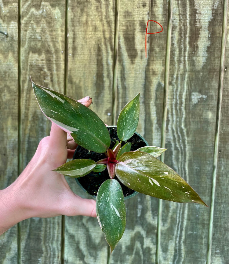 4” Pink Princess ‘P’