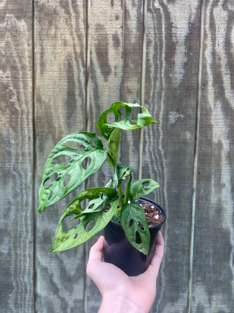 4” Monstera Wide Form