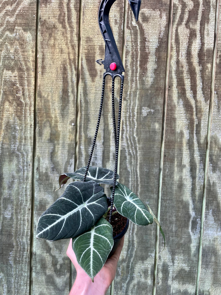 4” Alocasia Black Velvet HB