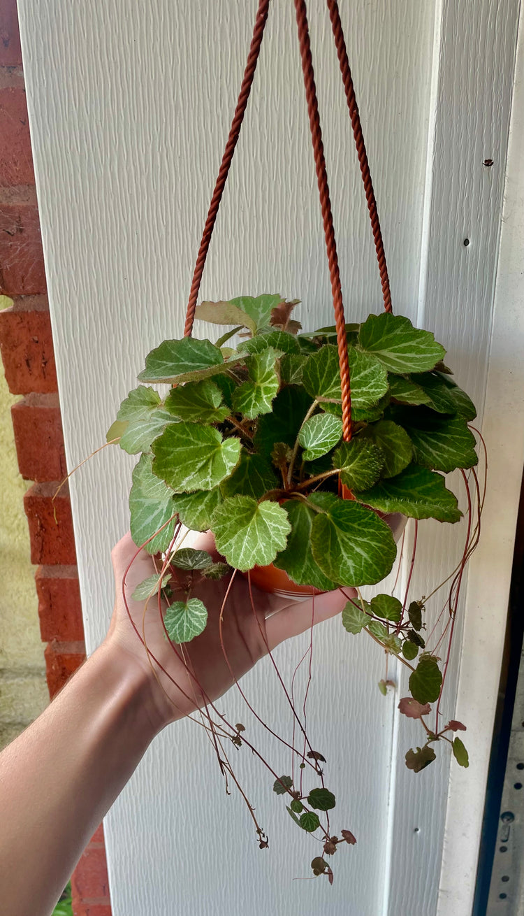 6” HB Strawberry Begonia