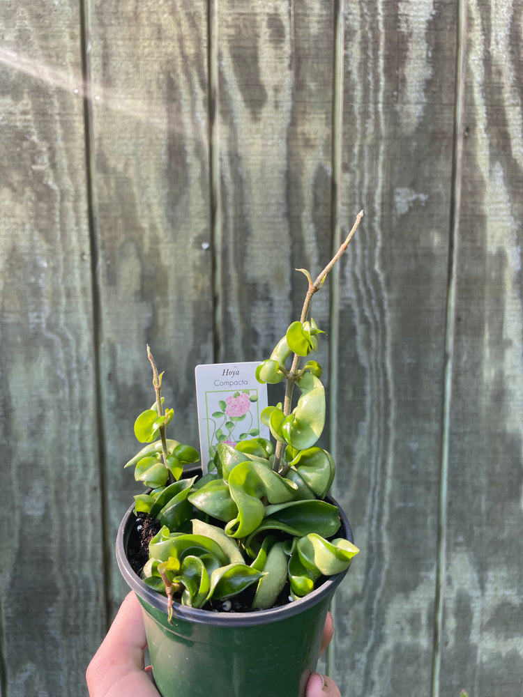 4” Hoya Compacta