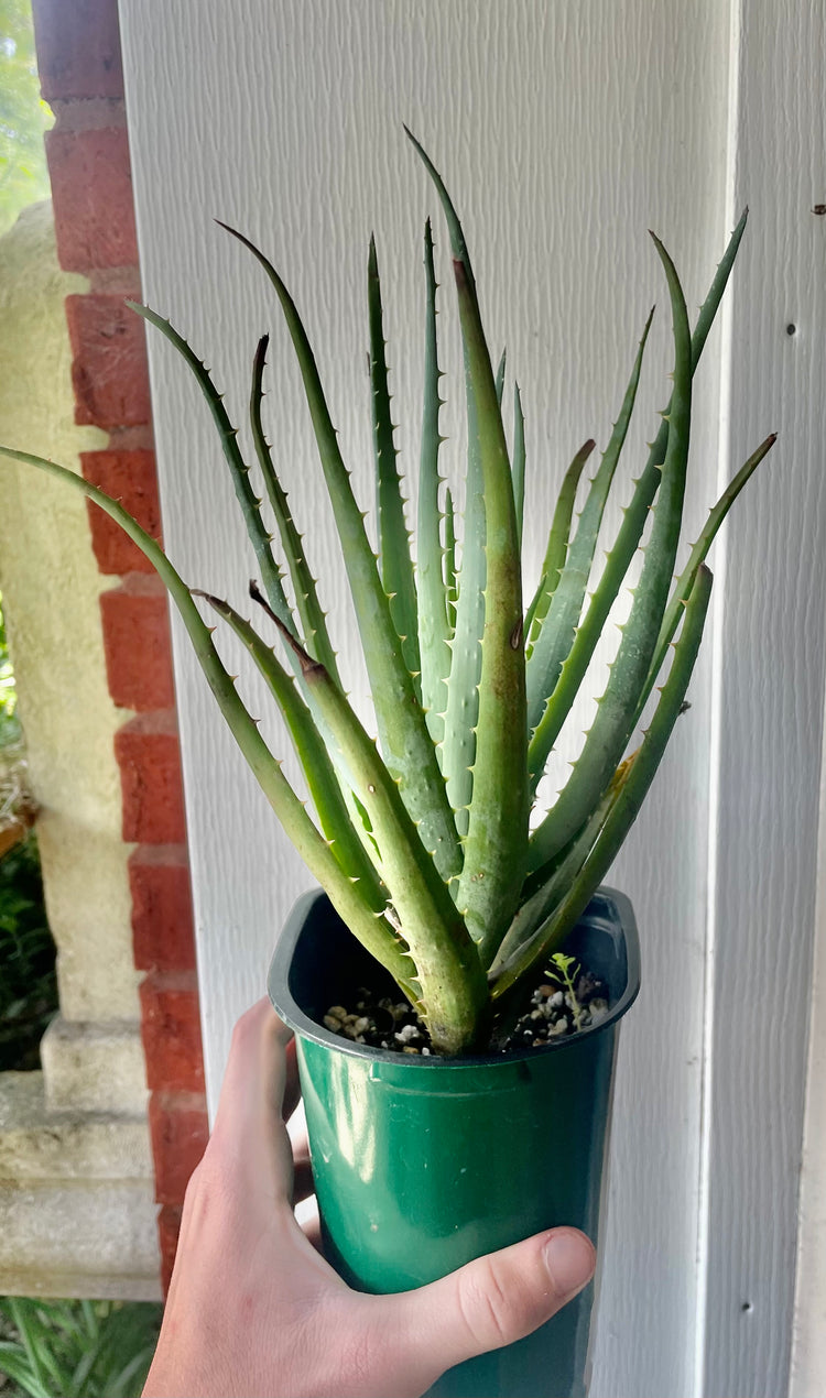 4” Blue Elf Aloe