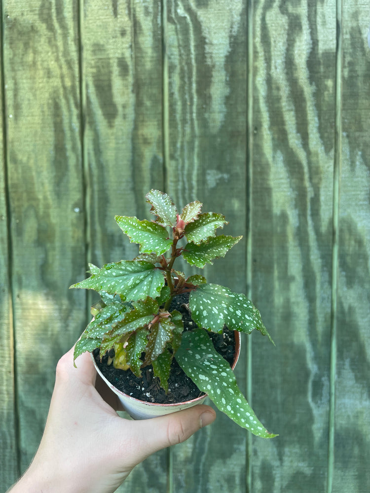 4” Begonia