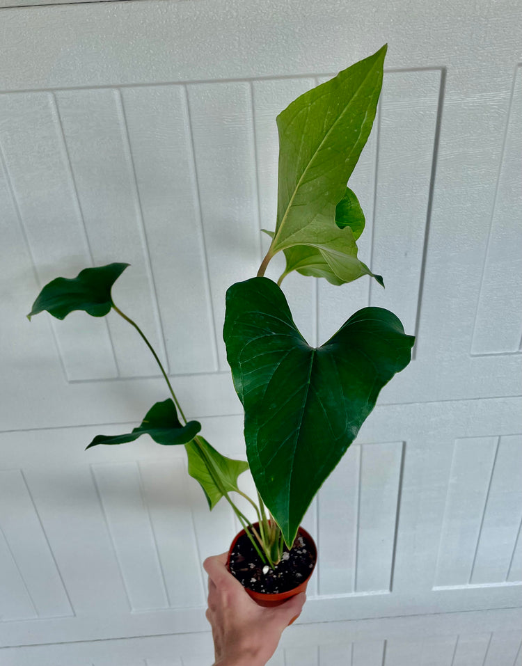 5” Anthurium Lentii