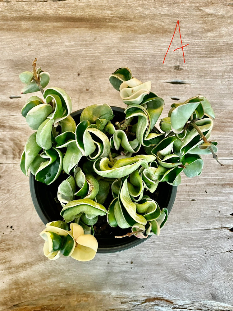 6” Variegated Compacta ‘A’