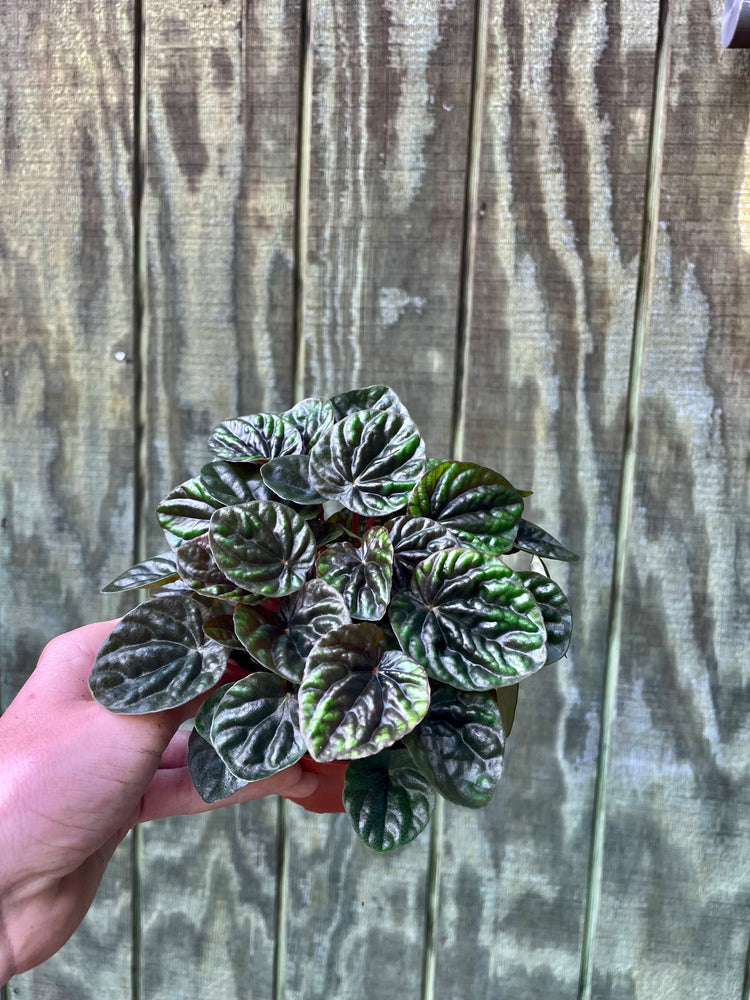 4” Peperomia ‘Chocolate’