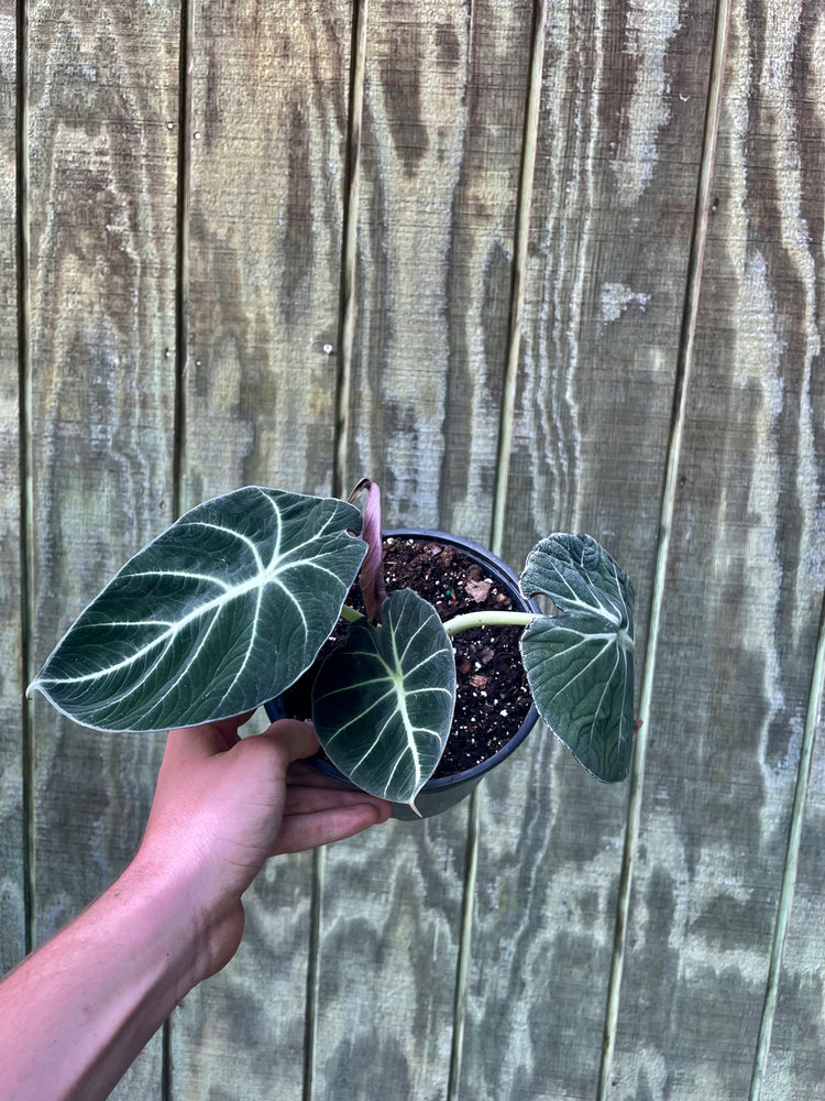 6” Imperfect Black Velvet