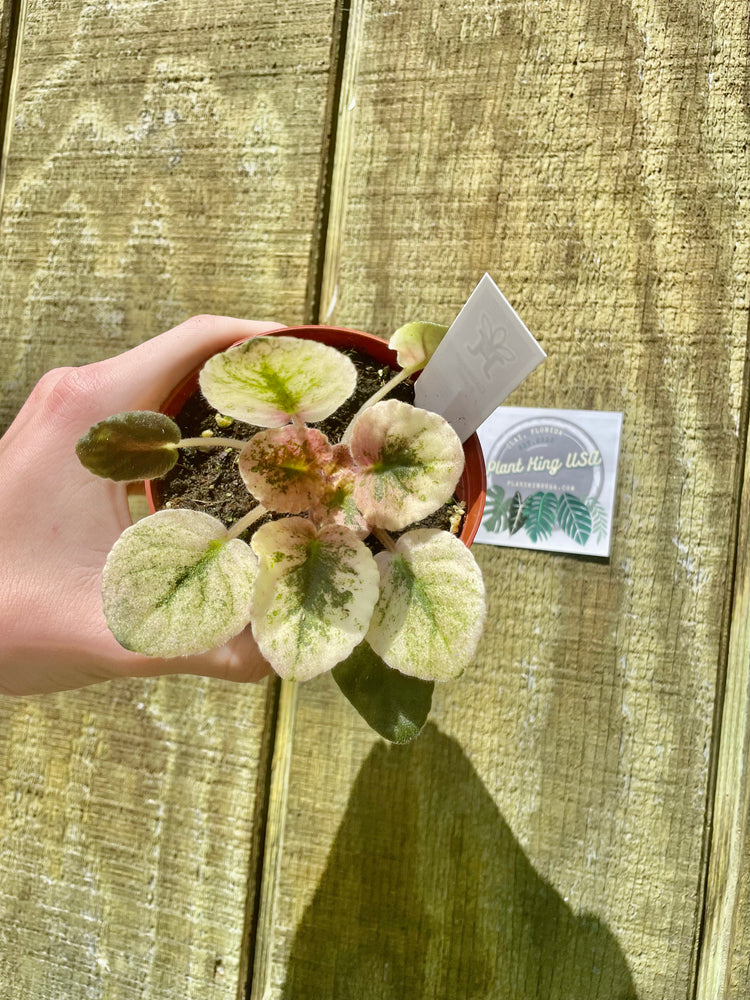 4” ‘Cabbage Patch’ Variegated Violet