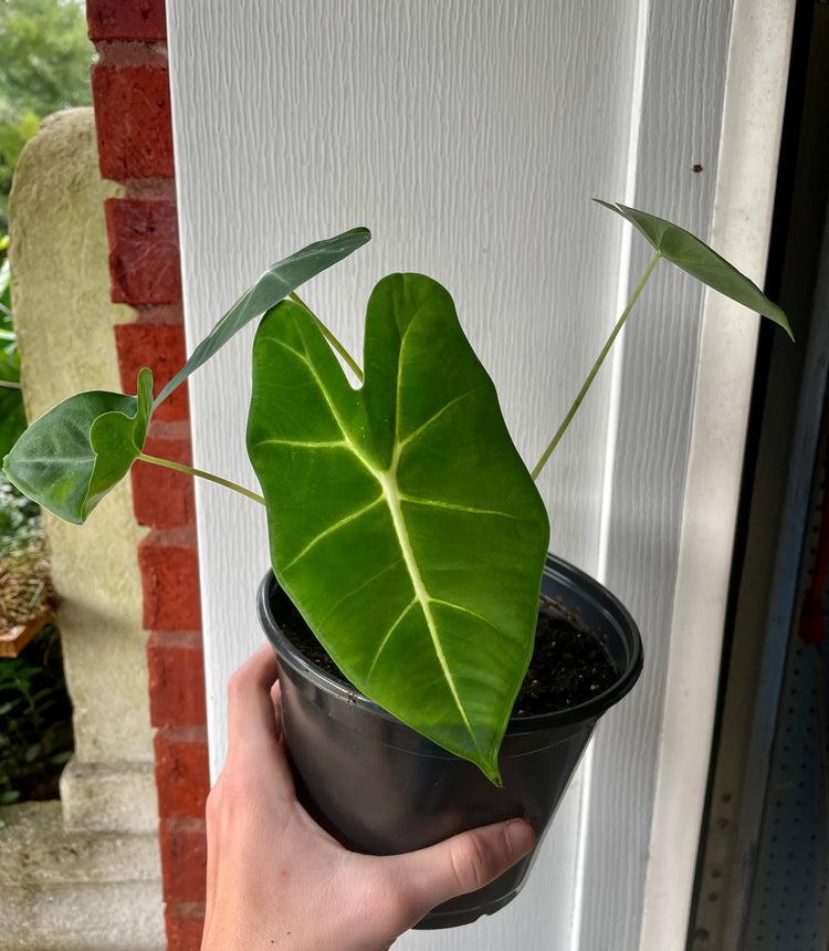 6” Alocasia Frydeck