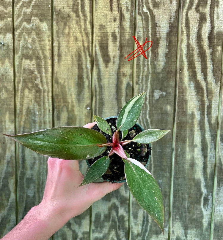 4” Pink Princess ‘X’