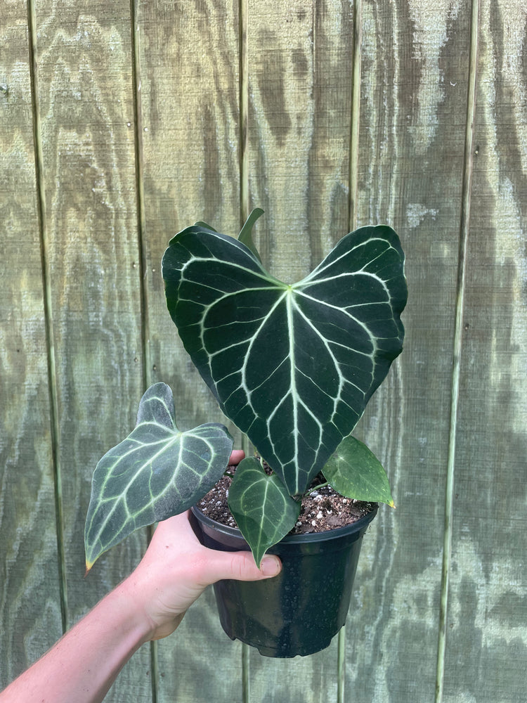 6” Clarinervium Hybrid