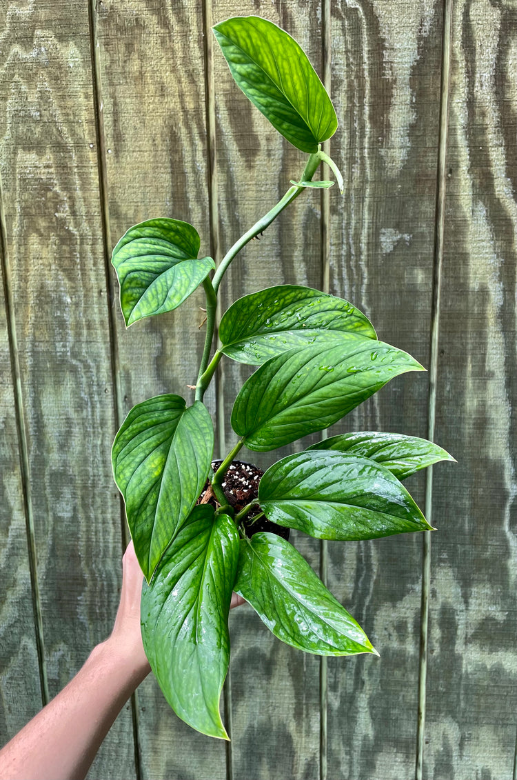 4” Monstera Pinnatpartita ‘C’ - Houseplant