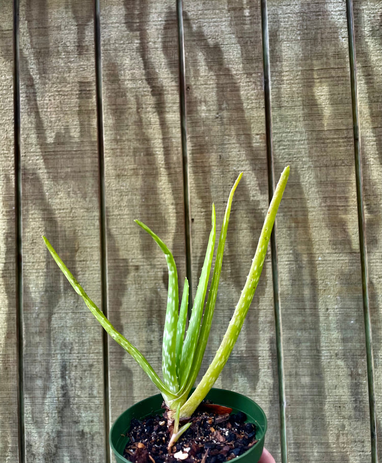 Aloe Vera